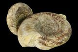 Two Bathonian Ammonite (Zigzagiceras) Fossils - France #152765-1